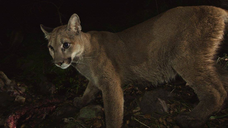 Illustration for article titled Oh Hai! Amazing Photos Capture LA's Newest Baby Mountain Lions
